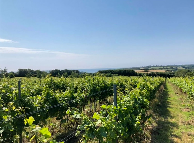 A summer shot of the vineyard at Porscatho.